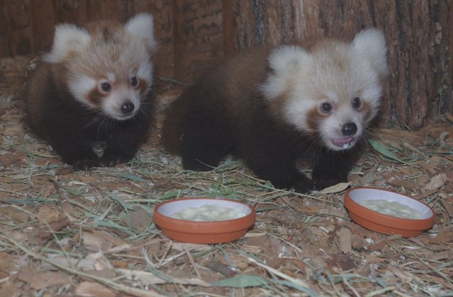 Die jungen Pandas aus dem Nürnberger Tiergarten auf dem Weg zum täglichen Milchbrei.