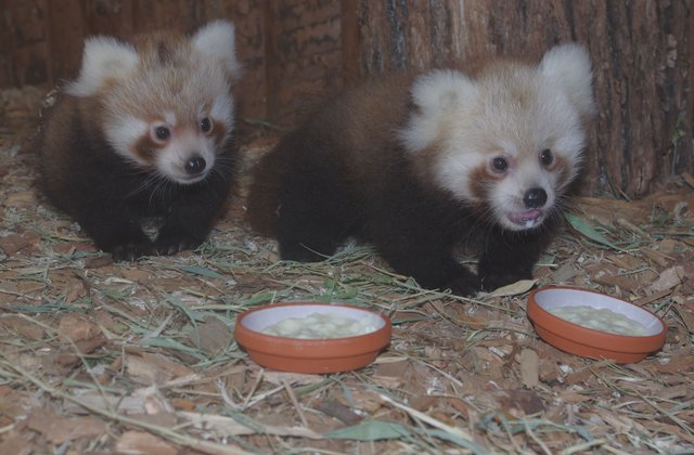 Die jungen Pandas aus dem Nürnberger Tiergarten auf dem Weg zum täglichen Milchbrei. | Foto: Stadt Nürnberg/Tiergarten/Dr. Helmut Mägdefrau