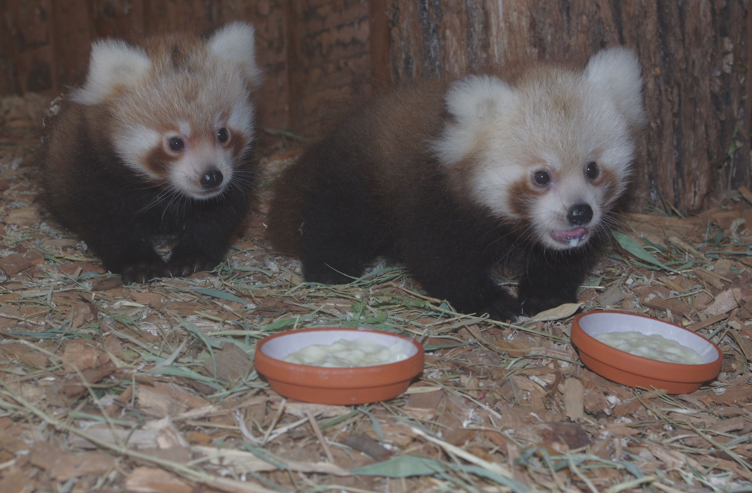 Die jungen Pandas aus dem Nürnberger Tiergarten auf dem Weg zum täglichen Milchbrei.