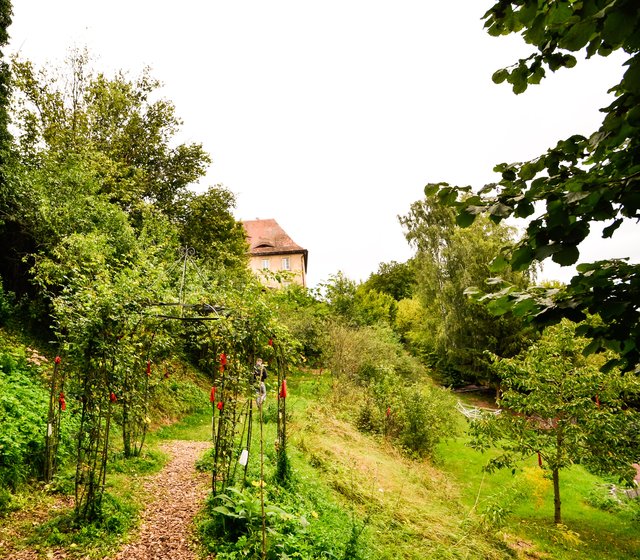 Blick in den Kuss Weg am Rosenhimmel. | Foto: Nicole Fuchsbauer