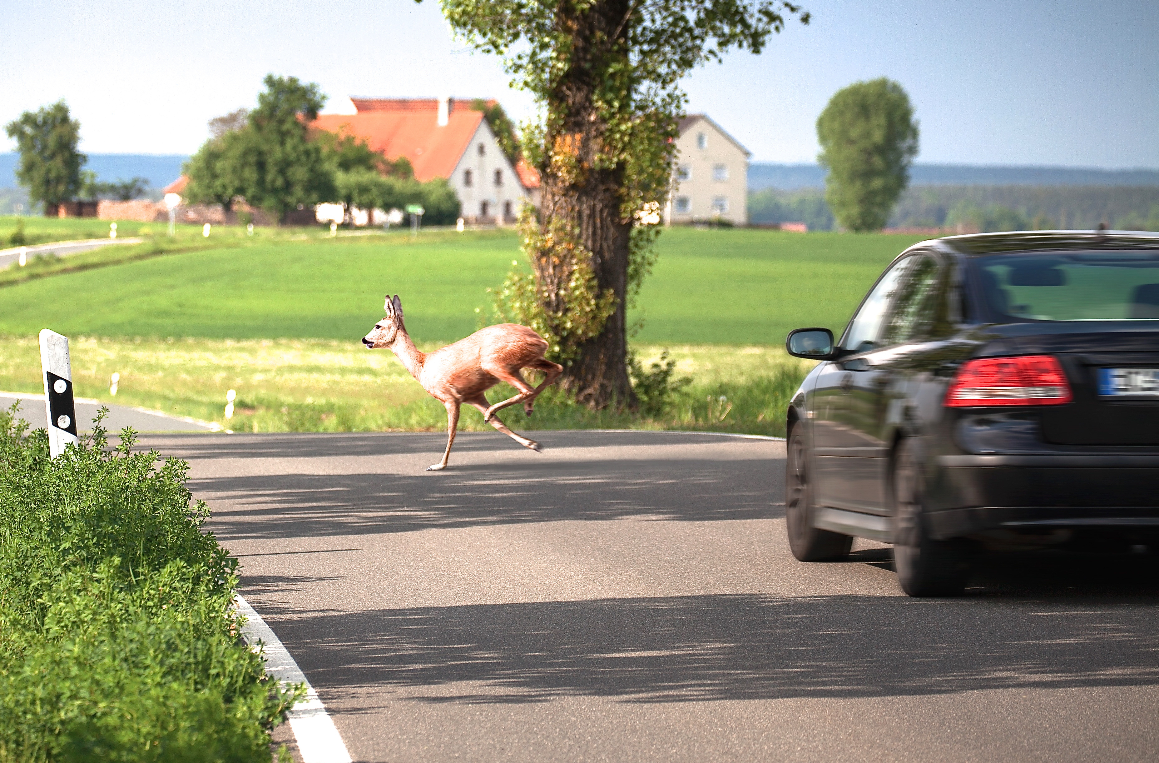 Kreuzt ein Stück Wild die Straße, gilt es, einen kühlen Kopf zu bewahren. Foto: © hykoe/Fotolia.com