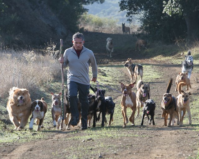 Cesar Millans Art und Weise Menschen die Sprache der Hunde zu vermitteln, sorgt dafür, dass ihn Fans auf der ganzen Welt lieben. | Foto: ARGO