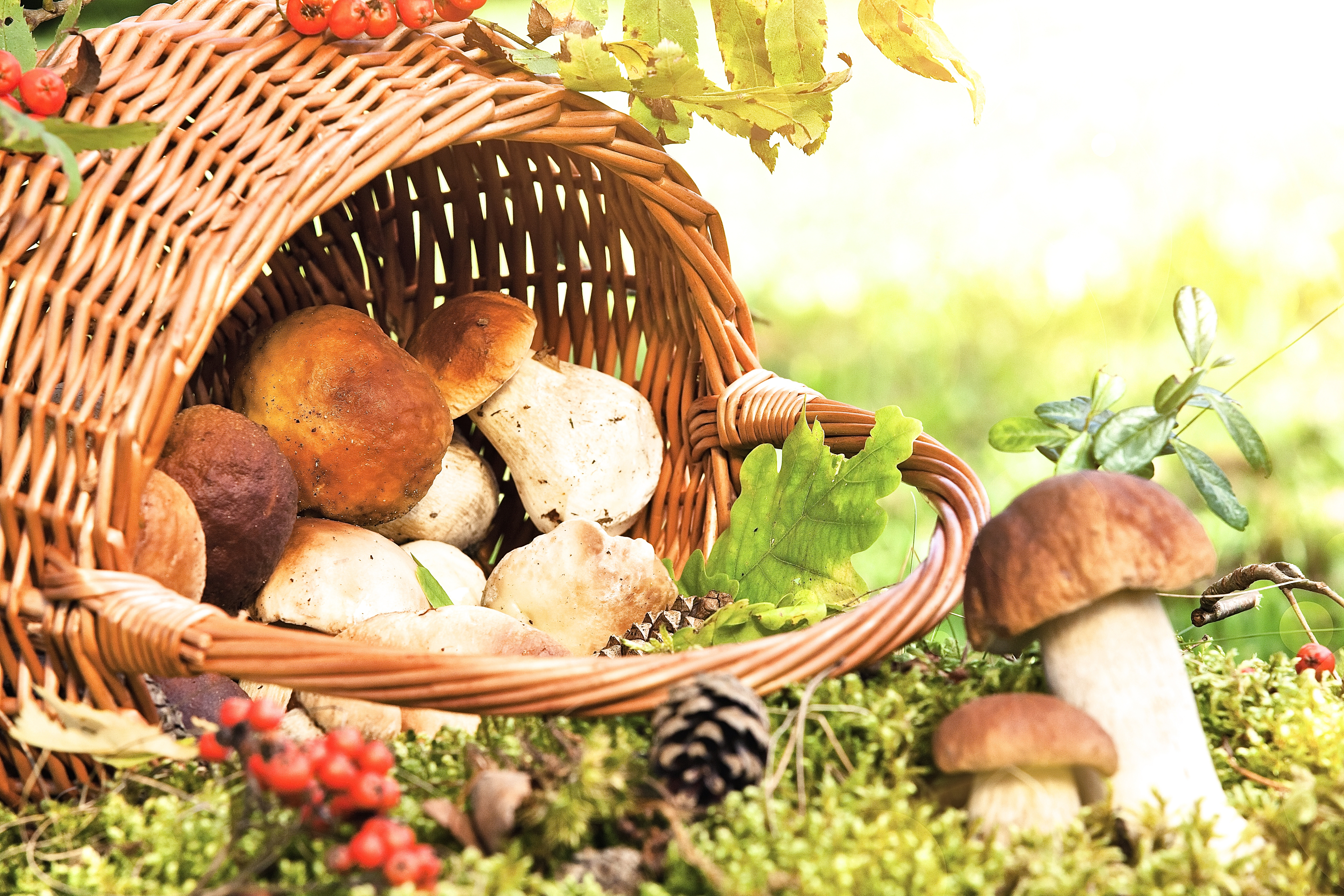 Pilze bzw. deren Fruchtkörper sind in vielen Fällen sehr schmackhaft und bereichern so den Speisezettel von Mensch und Tier. Foto: © Maksim Pasko/Fotolia.com