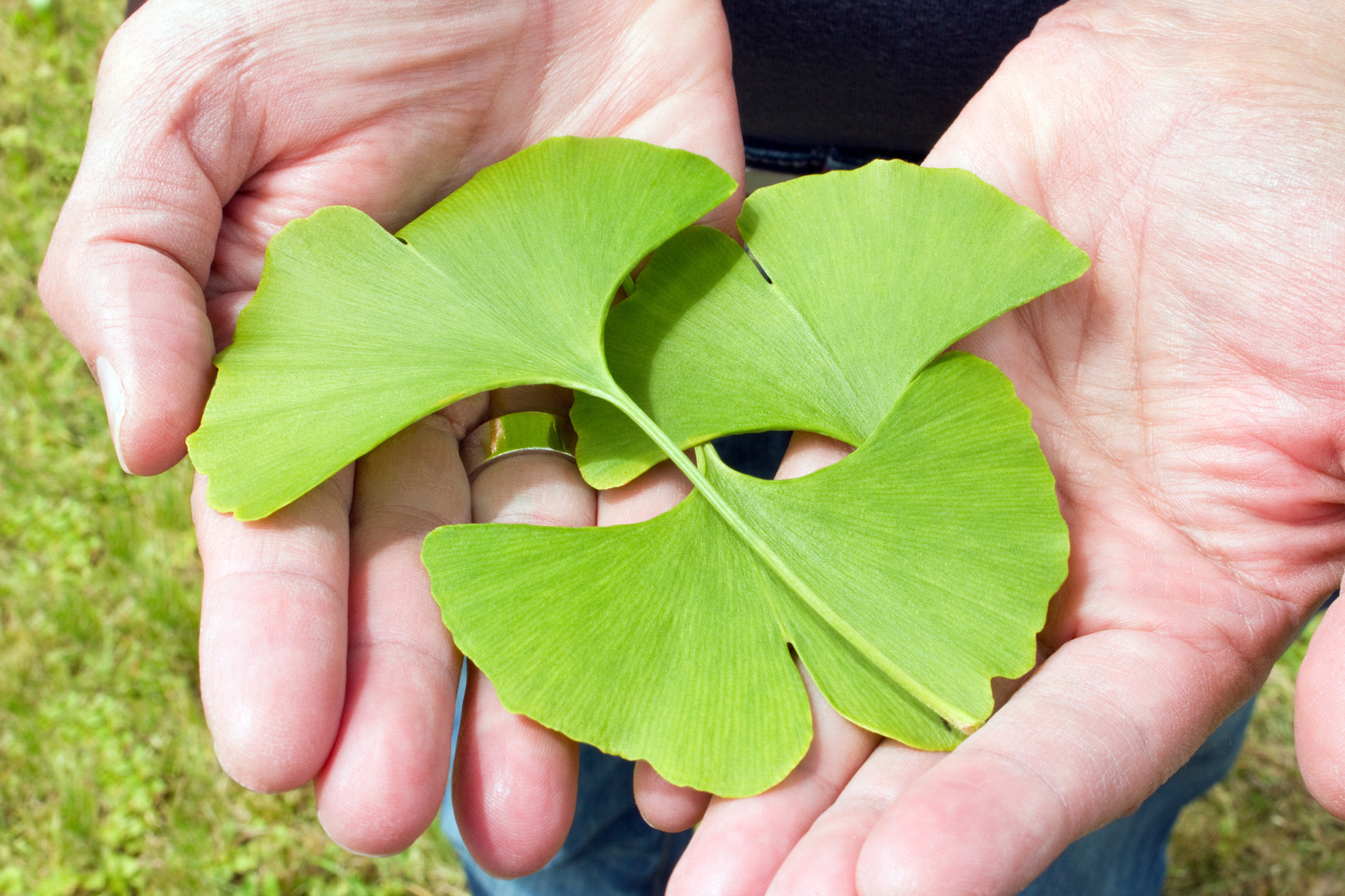 Ginkgoblätter sind ein wichtiger Rohstoff für Naturarzneien.