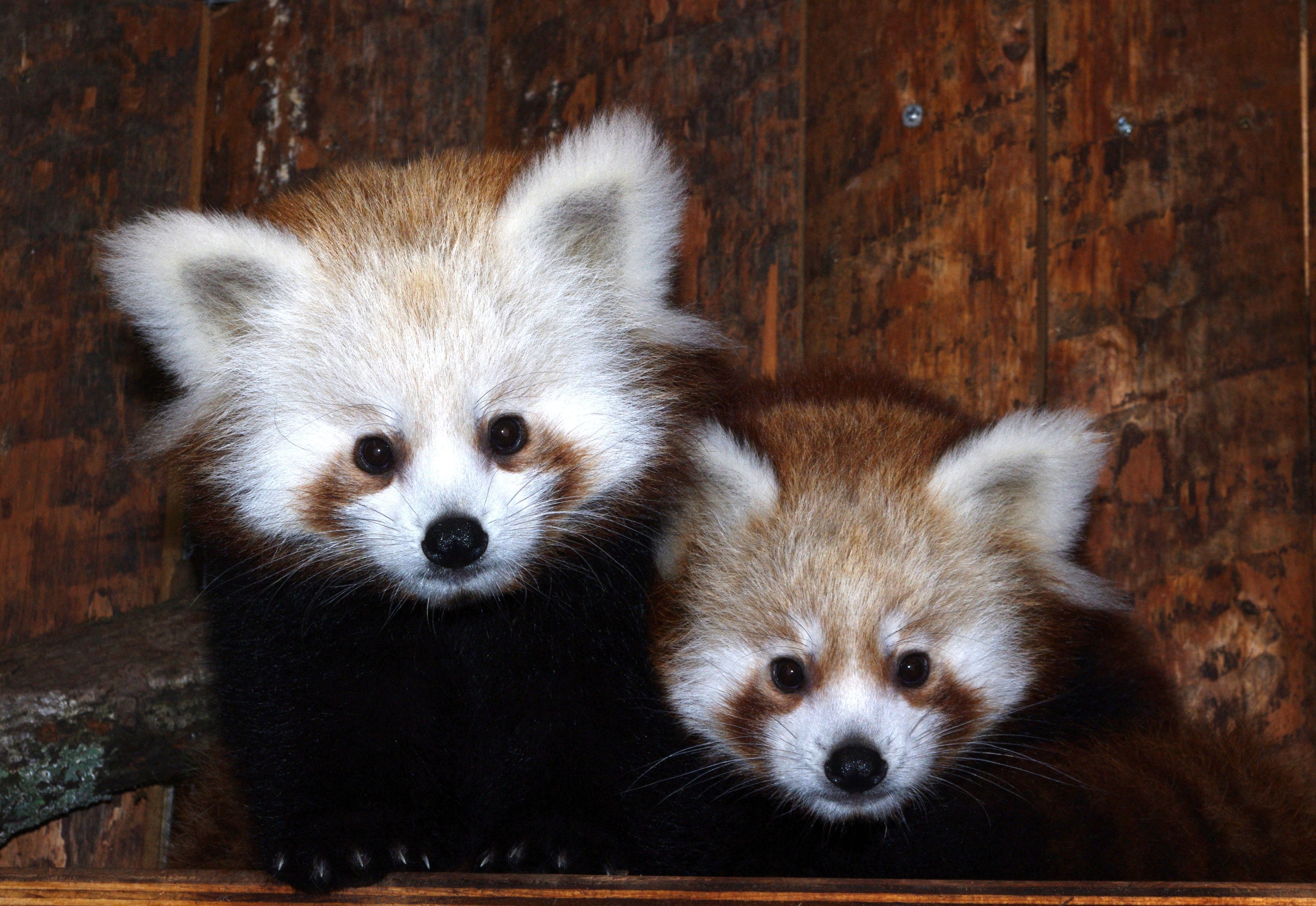 Die beiden Kleinen Pandas, die im Tiergarten der Stadt Nürnberg von Hand aufgezogen wurden, haben sich gut entwickelt. Ab sofort sind die Tiere für die Besucherinnen und Besucher zu sehen.