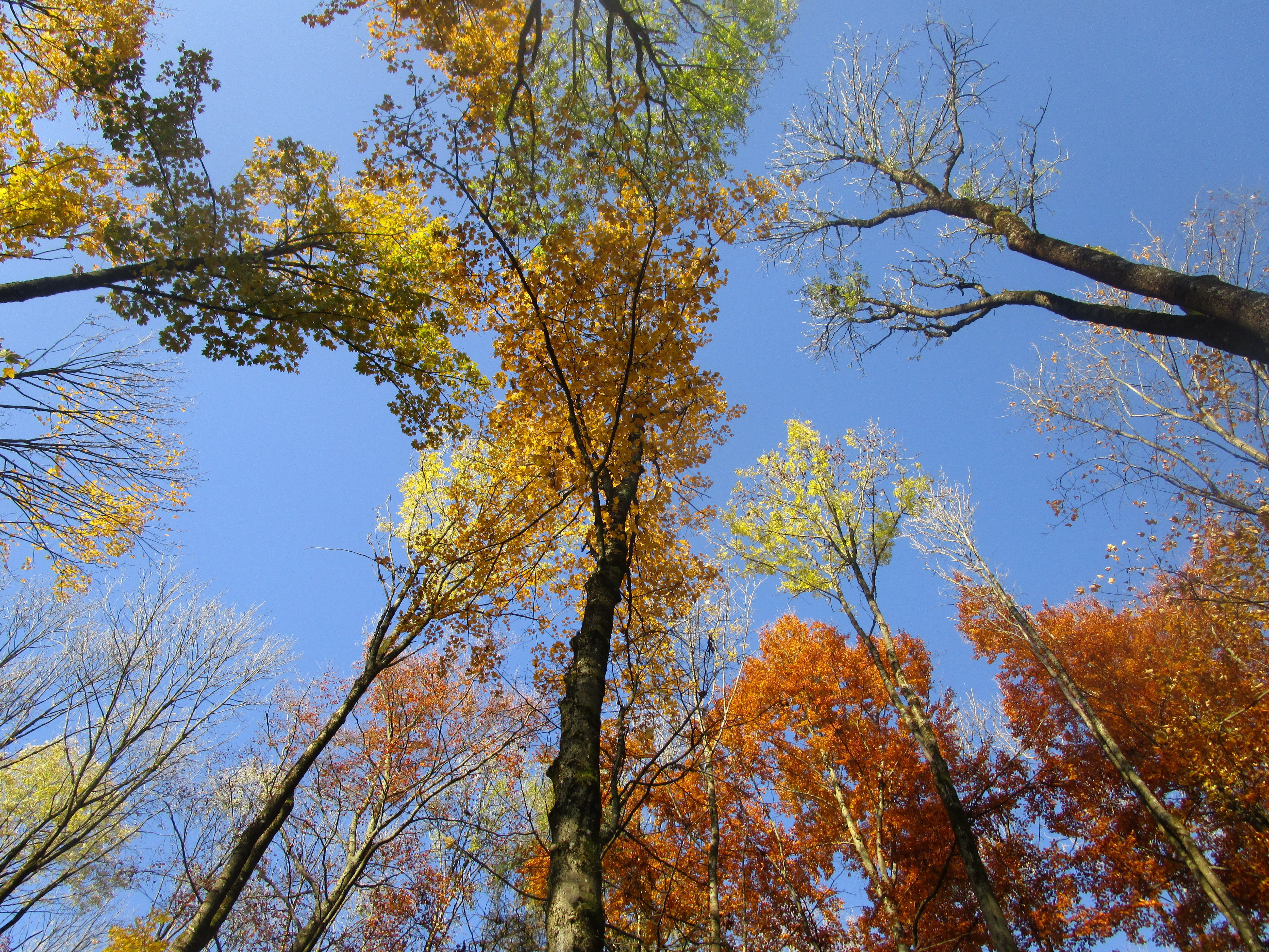 Herbst am Rothenberg