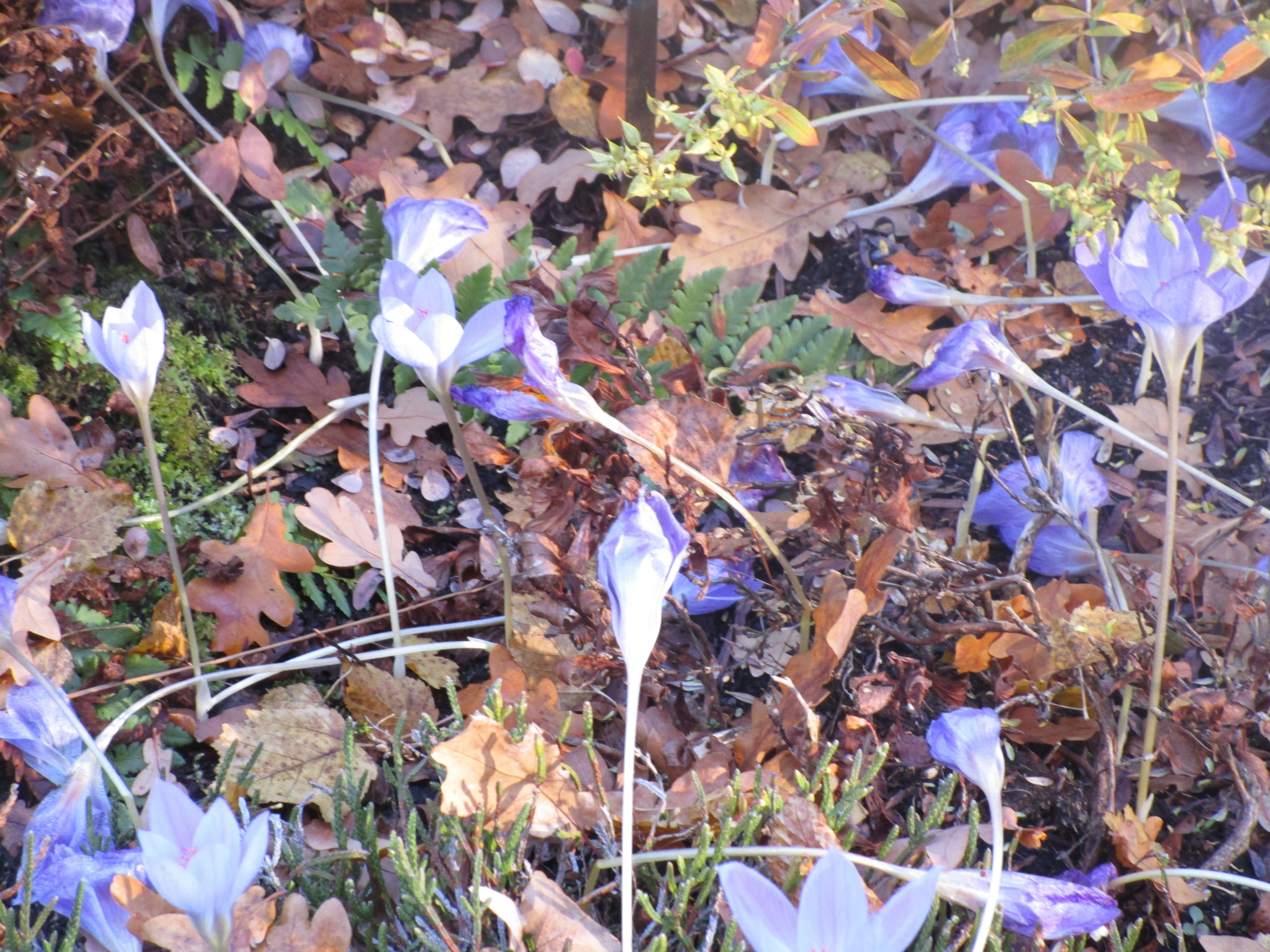 Herbstzeitlosen