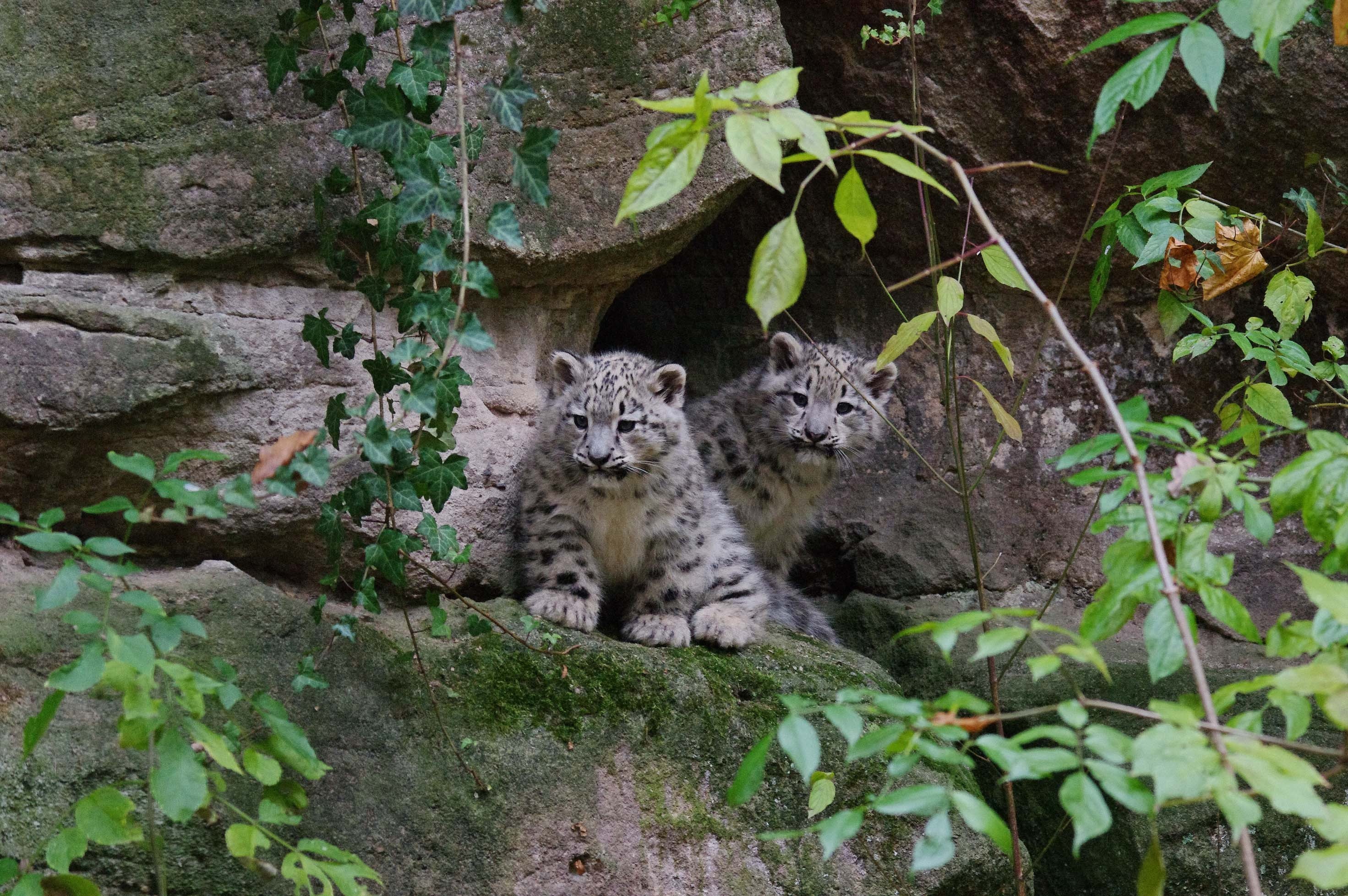 Die beiden Jungtiere auf einem Felsen.