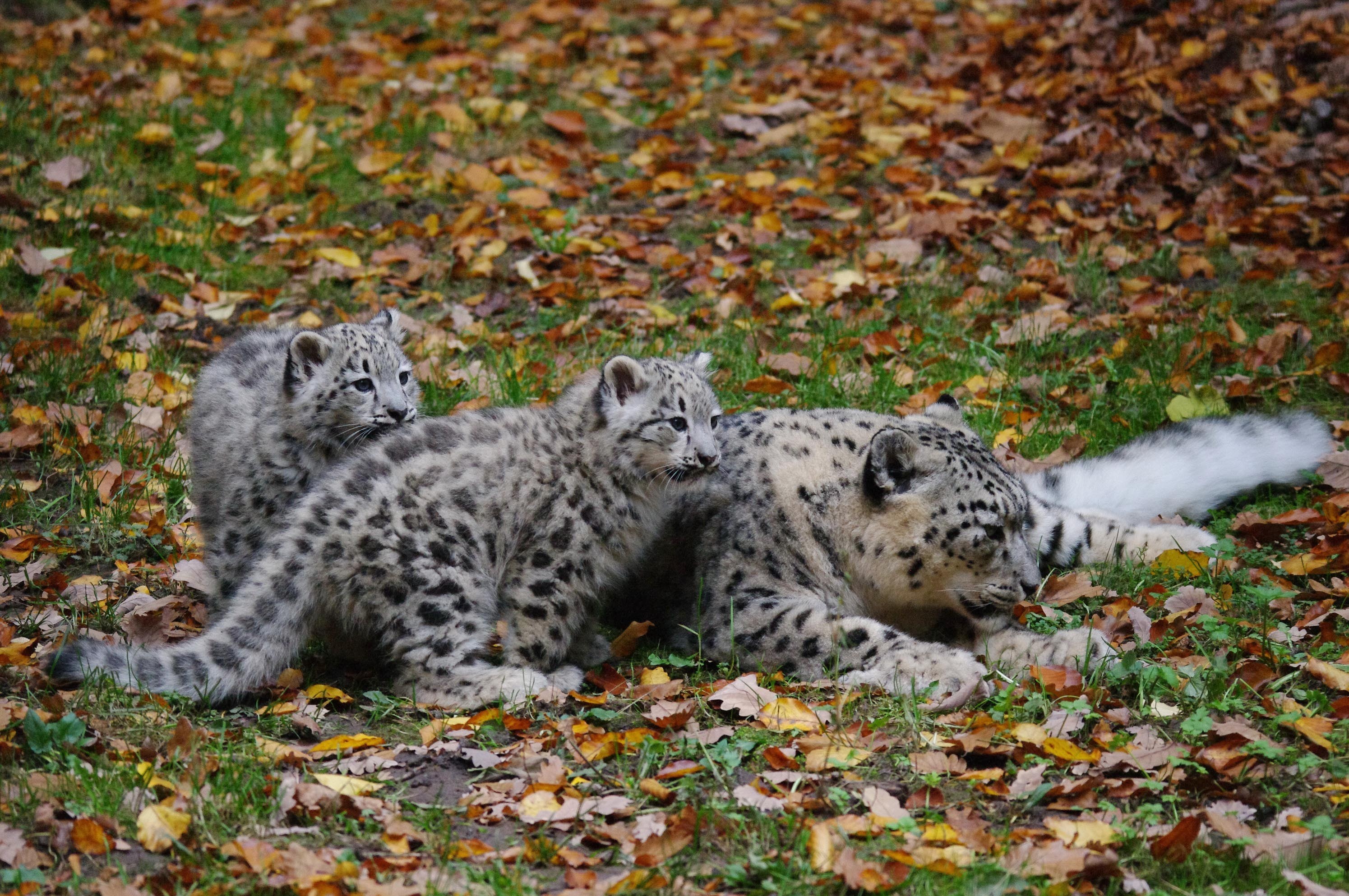 Die Jungtiere zusammen mit Mutter Pia im Gehege.