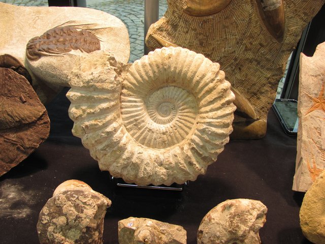 Eine bunte Auswahl an Fossilien und Fossilkunst erwartet die Liebhaber. | Foto: © Veranstalter
