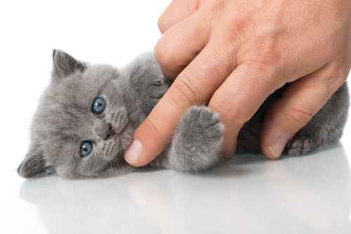 In Fürth informieren die Züchter, wie man Edelkatzen richtig pflegt. SymbolFoto: © DoraZett - Fotolia.com