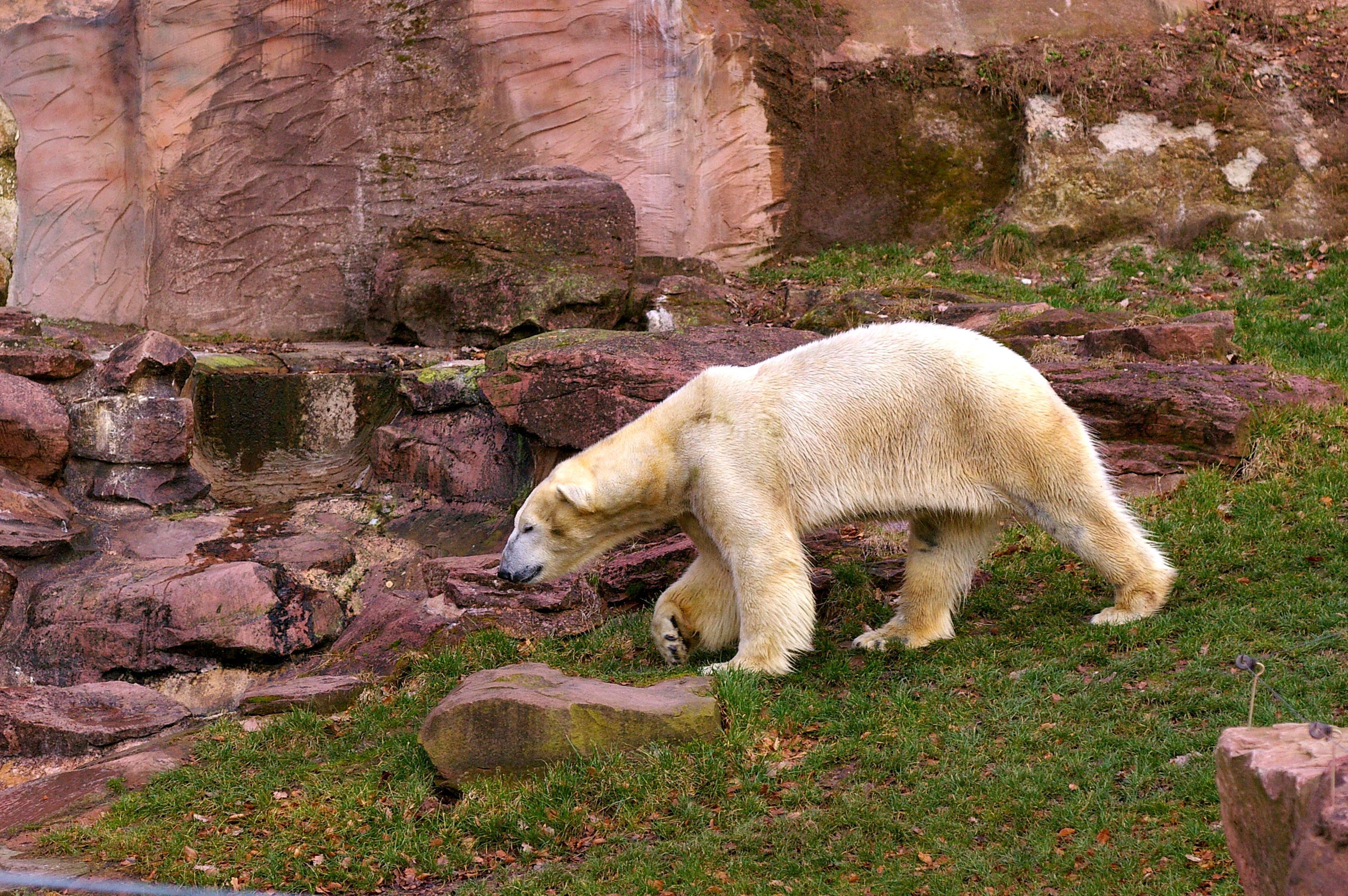 Der Nürnberger Eisbär Felix ist aktuell von der Wilhelmina in Stuttgart ins holländische Rhenen umgezogen. Die Bilder zeigen Felix noch in seinem Gehege im Tiergarten der Stadt Nürnberg.