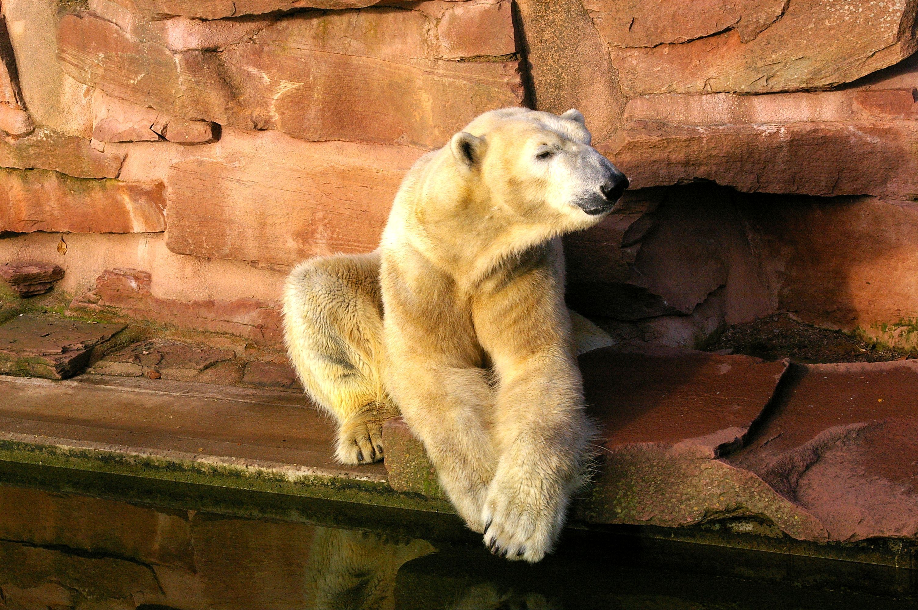 Der Nürnberger Eisbär Felix ist aktuell von der Wilhelmina in Stuttgart ins holländische Rhenen umgezogen. Die Bilder zeigen Felix noch in seinem Gehege im Tiergarten der Stadt Nürnberg.