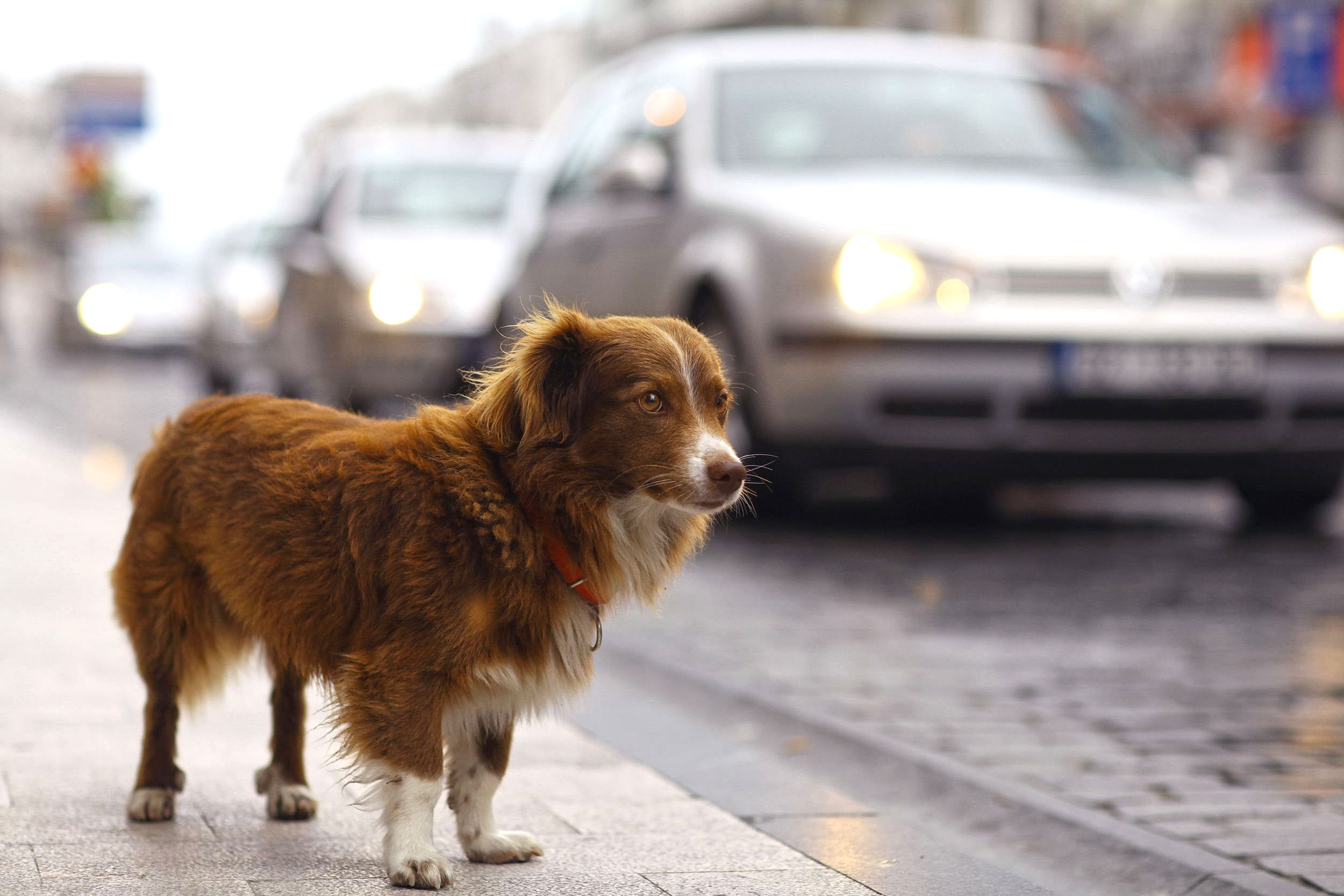 Die Mehrheit der Obdachlosenhunde ist gesund, so das Ergebnis einer Umfrage der Agila Haustierversicherung.
