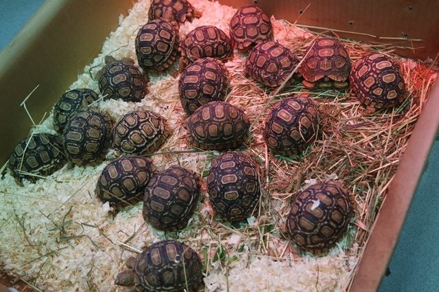 20 Pantherschildkröten wurden beschlagnahmt. | Foto: Tierheim Nürnberg