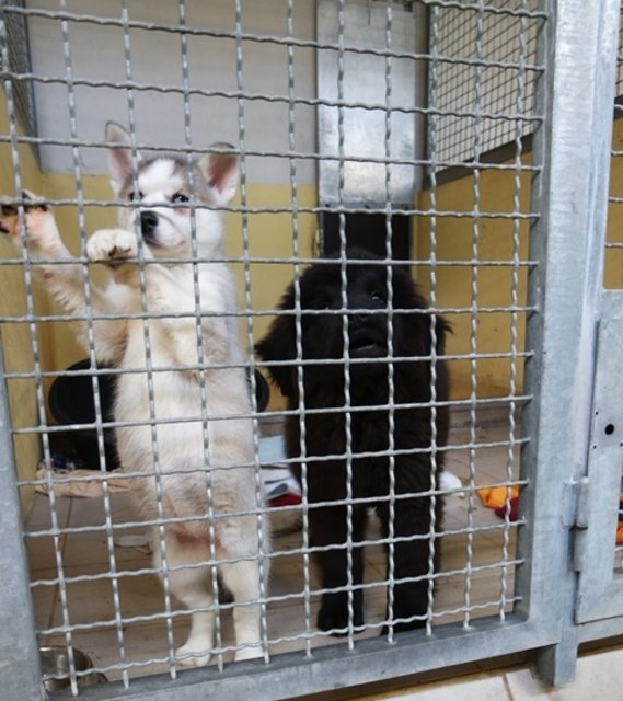 Schon wieder sind Tiere aus zwei illegalen Tiertransporten beschlagnahmt worden. Das Tierheim Nürnberg hat 34 (!) Hundewelpen, sowie sämtliche Zebrafinken und alle Pantherschildkröten aufgenommen. | Foto: Tierheim Nürnberg