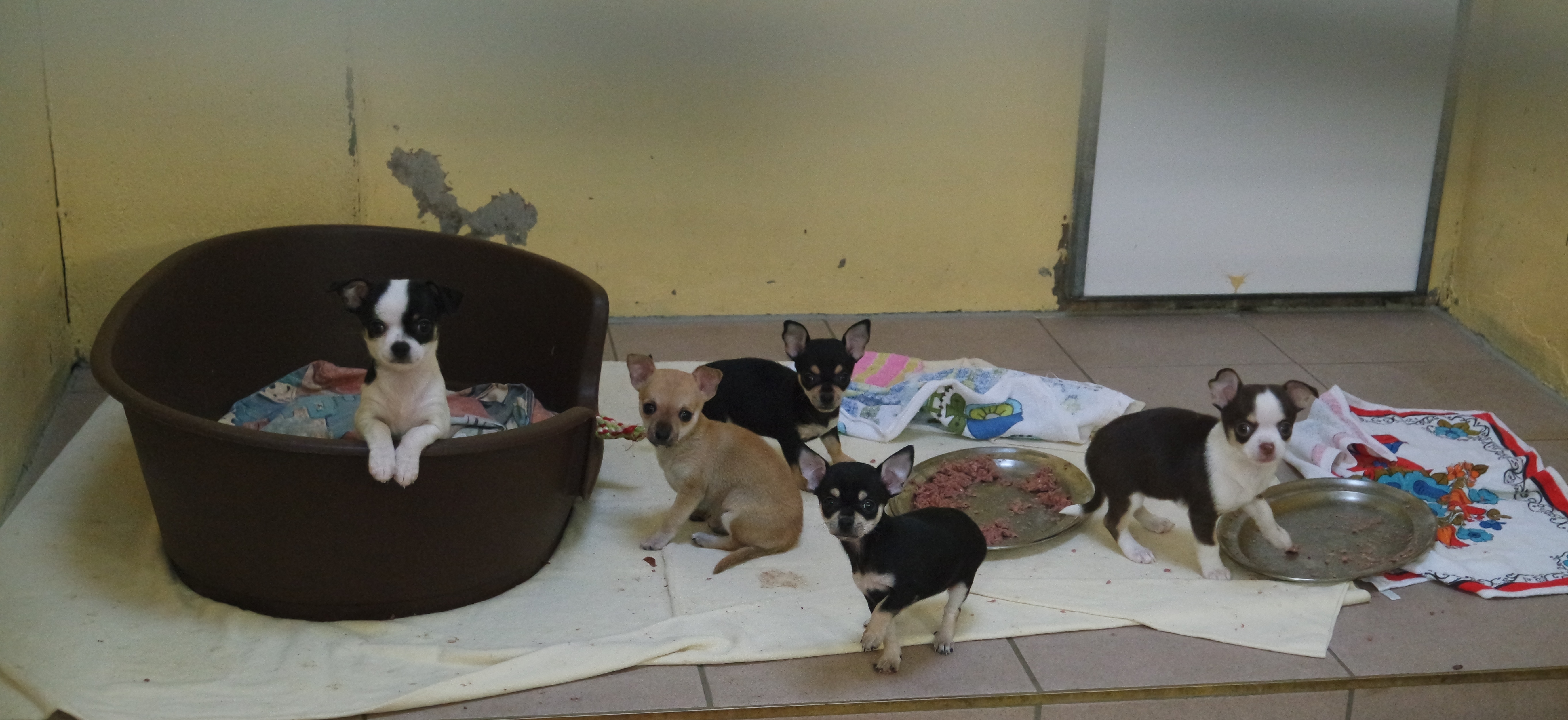 Bitte lassen Sie sich nicht auf dubiose Internetangebote für Hundewelpen ein! Diese kleinen Chihuahuas aus dem neuesten illegalen Welpentransport werden die kriminellen Machenschaften vielleicht mit ihrem Leben bezahlen. Wie die Elterntiere vegetieren müssen, ist ebenfalls als kriminell zu bezeichnen.