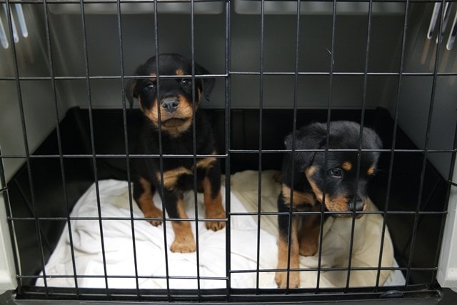 Die skrupellosen Händler transportierten auch diese beiden kleinen Rottweiler. | Foto: Tierheim Nürnberg