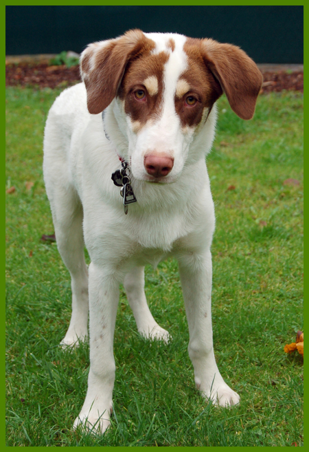 Coopero ist der ideale Familienhund.