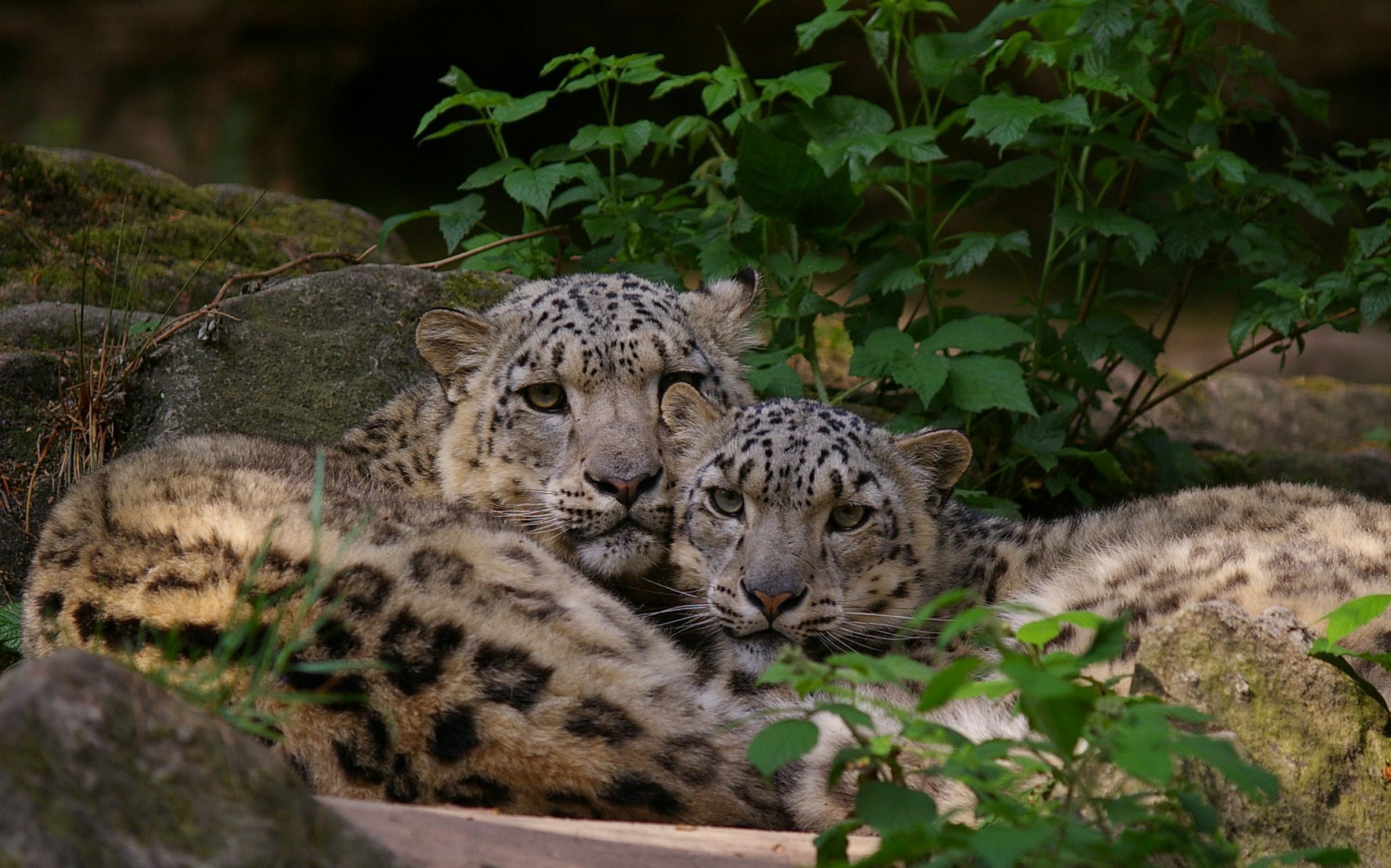 Das Liebesleben der Tiere, hier ein Pärchen Schneeleoparden im Tiergarten der Stadt Nürnberg, steht im Mittelpunkt der der besonderen Valentinstagführungen am 14. Februar 2016.