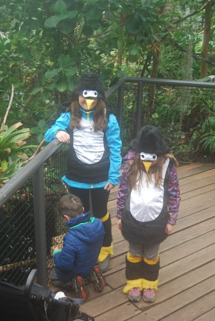 Pinguine im Manatihaus