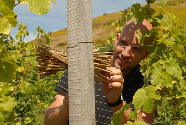Winzer Cord Treseler prüft seine Bienennisthilfe.