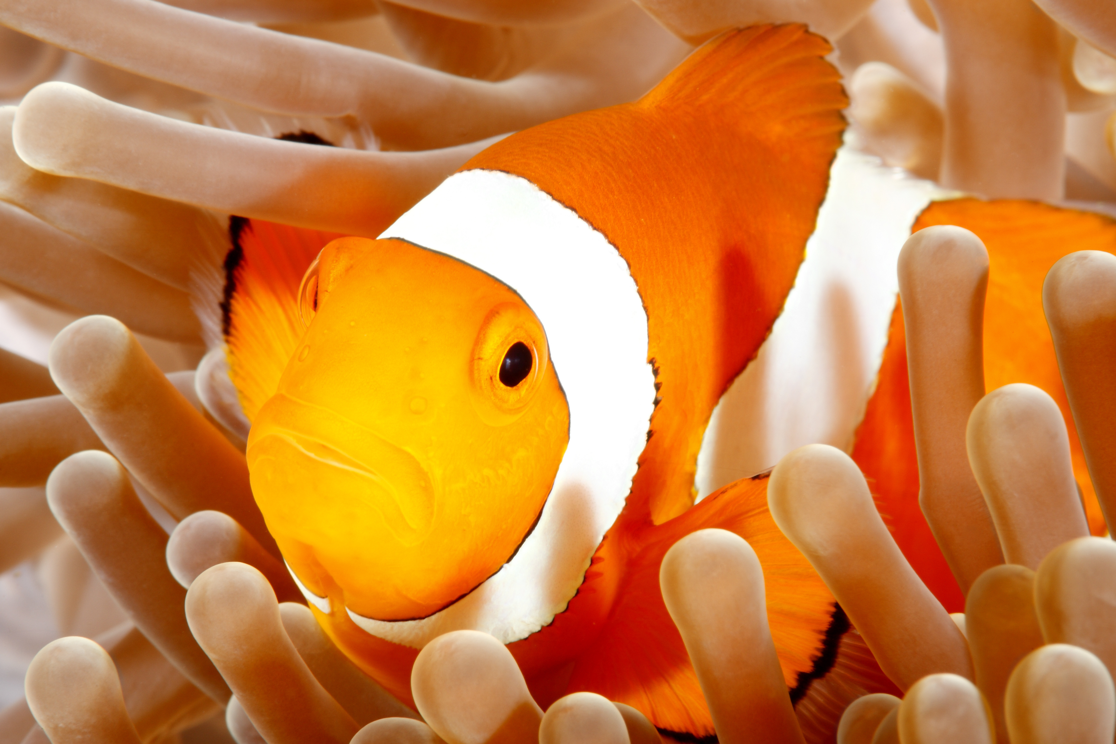 Der bekannte Clownfisch kann nur in einem Meerwasser-Aquarium gehalten werden.