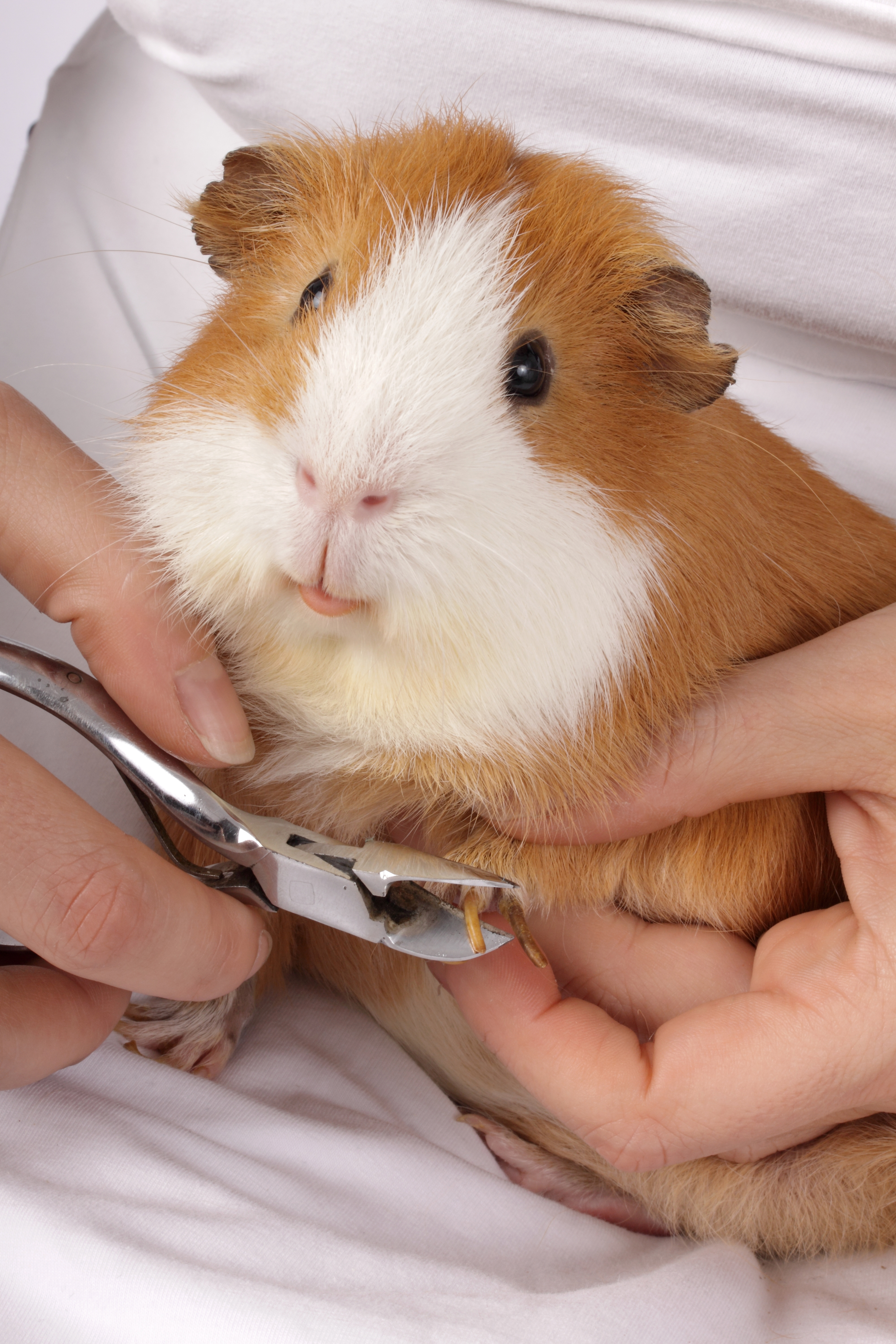 Fachkundige Krallenpflege ist bei Meerschweinchen sehr wichtig.