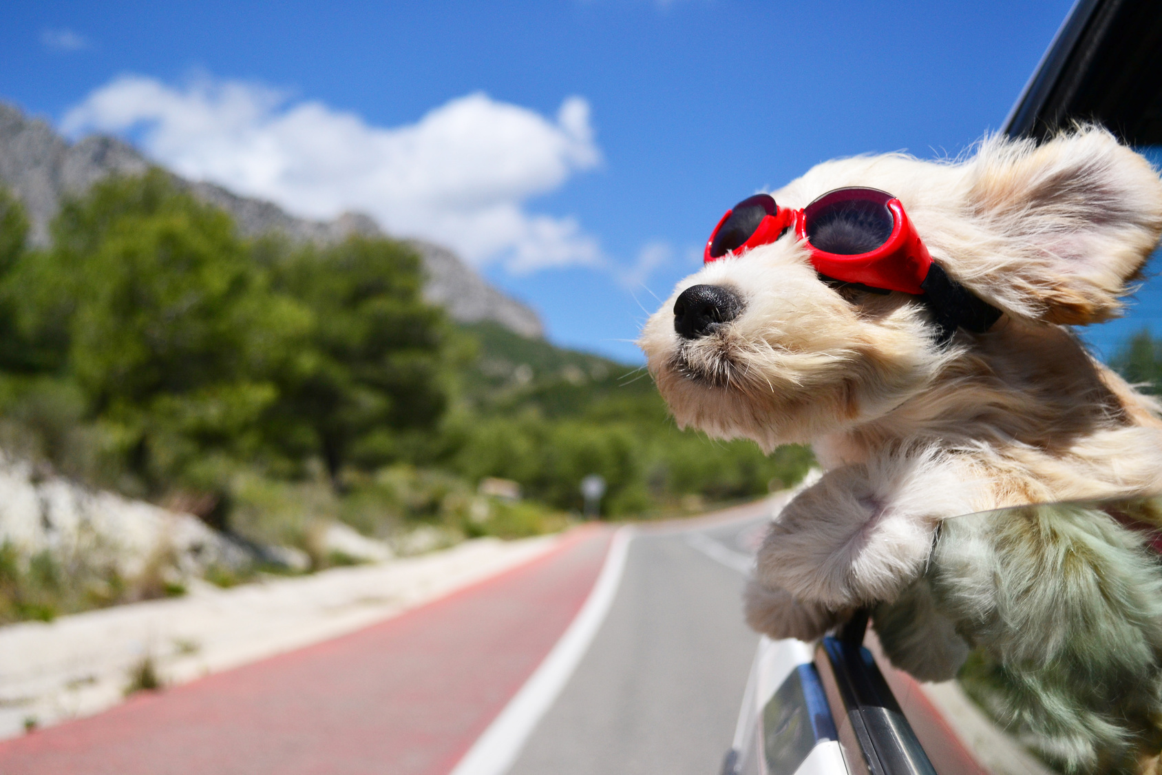 Die Nase in den Wind: So schön kann ein Urlaub mit Hund sein.