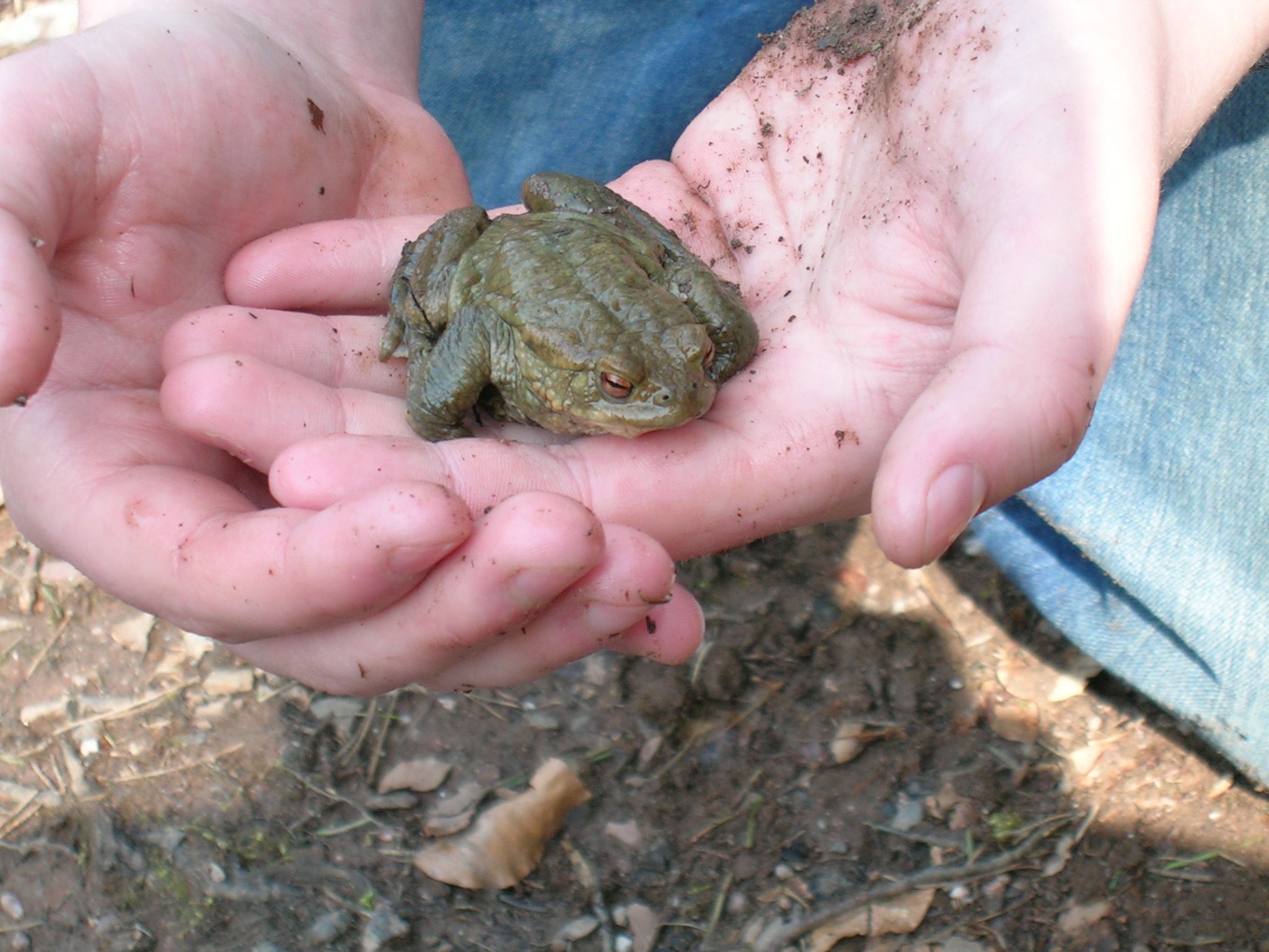 Seit vielen Jahren bemühen sich Umweltamt, Naturschutzwacht und Privatleute um den Schutz von Erdkröten, Grasfröschen und Molchen. Für die Amphibienwanderung in Brunn und Fischbach sucht das Umweltamt dringend Helferinnen und Helfer. Der Einsatz startet Anfang/Mitte März und endet je nach Wetterlage Mitte/Ende April.