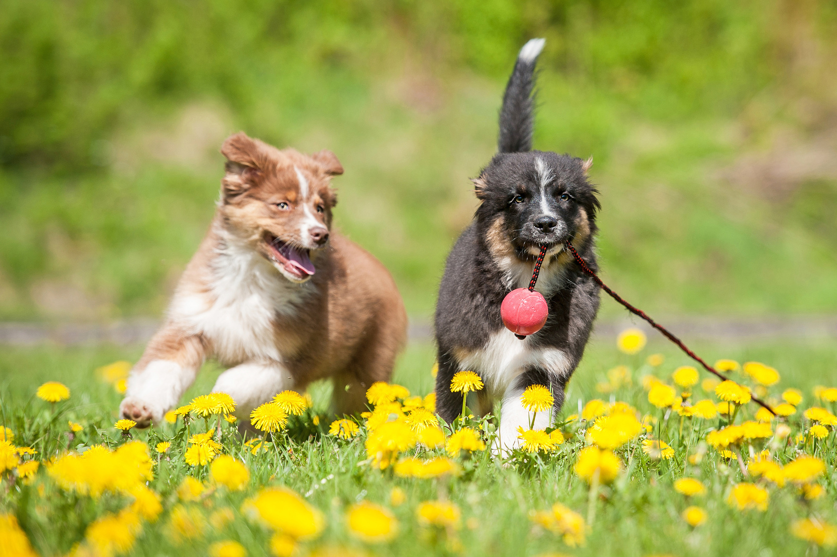 Die CSU-Stadtratsfraktion setzt sich in einem Antrag an die Verwaltung für weitere und bessere Hundeauslaufzonen ein.