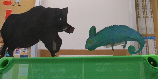 Wettlauf von Wildschwein und Chamäleon