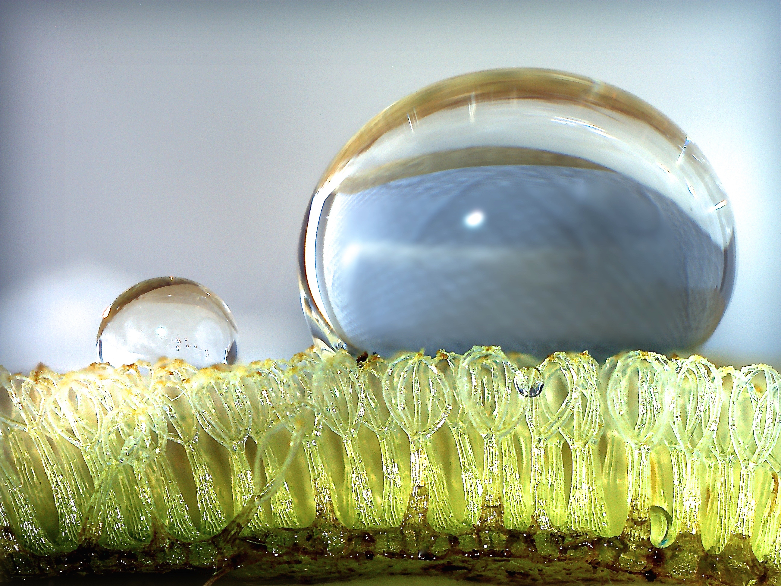 Die Oberflächenstruktur des Schwimmfarns lässt das Wasser abperlen. Foto: Peter Höbel