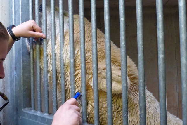 Tierpflegerin Steffi Krüger rasiert Eisbär Felix am Hals.