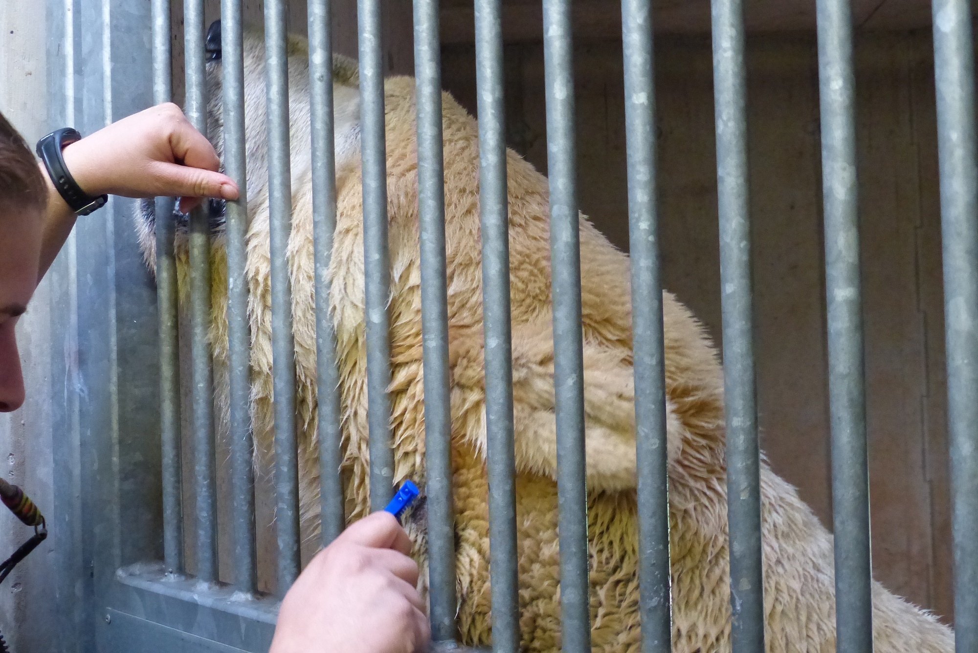 Tierpflegerin Steffi Krüger rasiert Eisbär Felix am Hals.