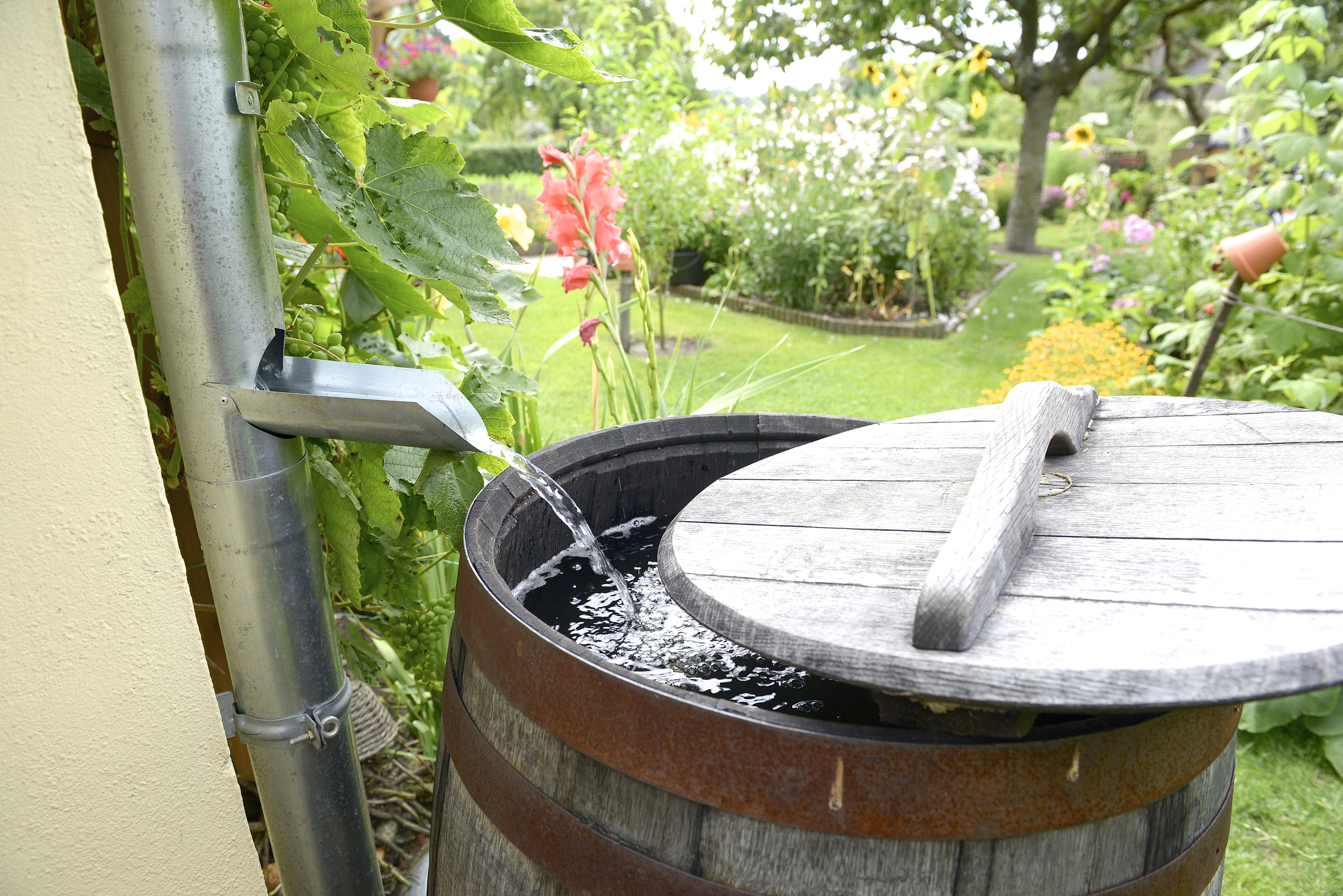 Regentonne im Garten – die immer noch weit verbreitete, klassische Form der Speicherung von Niederschlagswasser. Foto: © schulzie/Fotolia.com