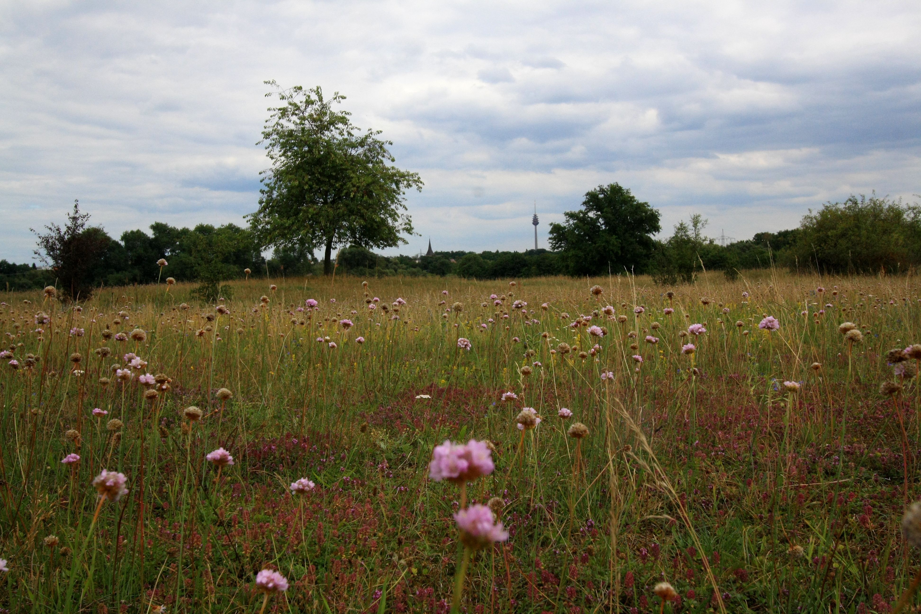 Armeria-Wiese mit Sandgrasnelken im Naturschutzgebiet Hainberg.