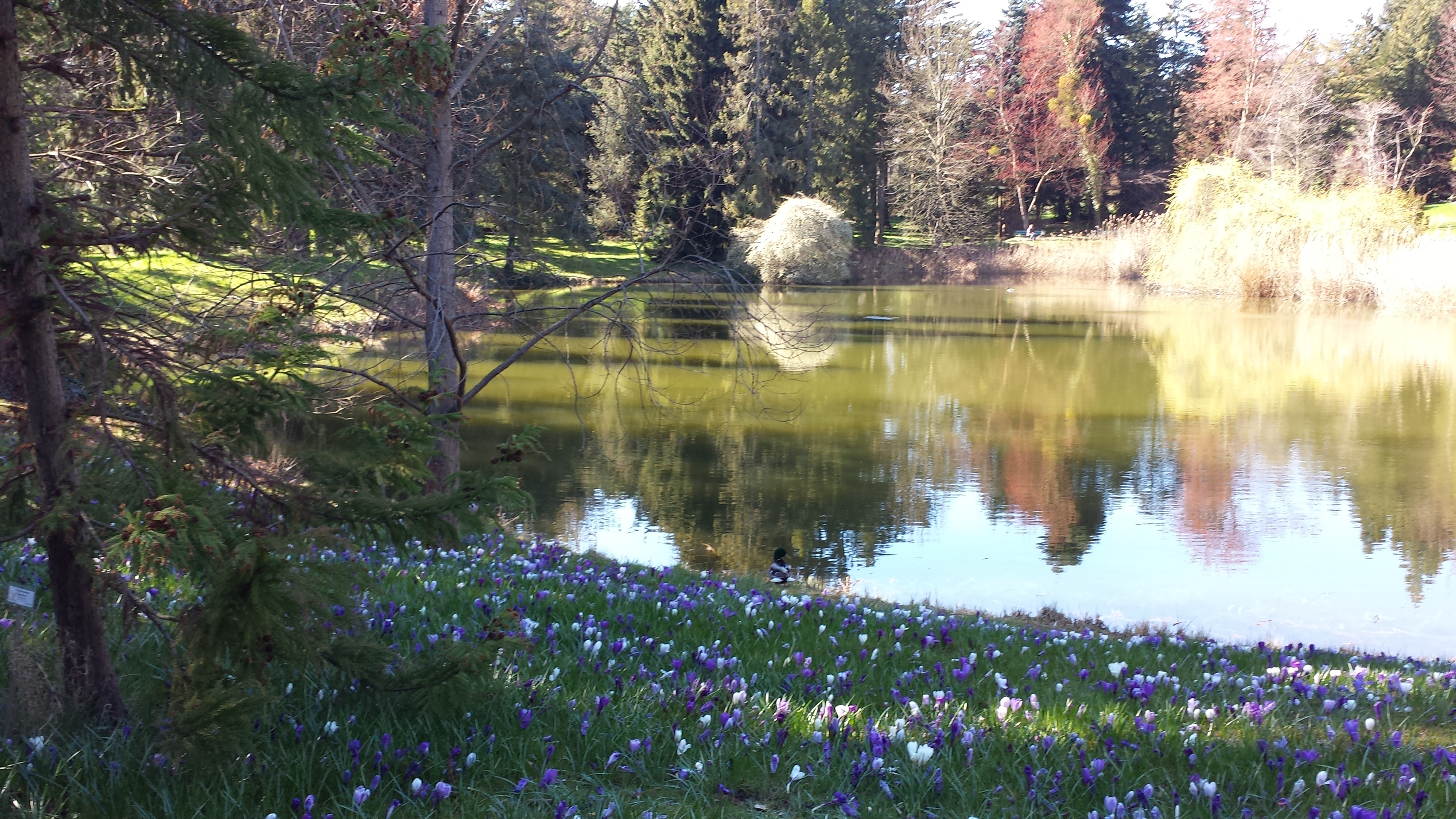 Krokuswiese