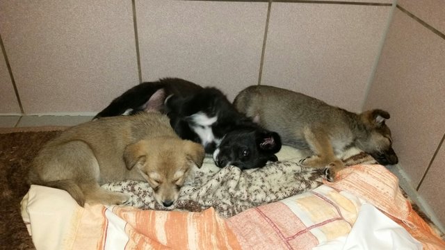 Im März wurde eine Transport mit 19 Welpen aus Rumänien in Fürth gestoppt. Bald können die Kleinen in neue Familien ziehen. | Foto: Tierheim Nürnberg
