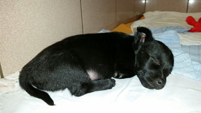 Im März wurde eine Transport mit 19 Welpen aus Rumänien in Fürth gestoppt. Bald können die Kleinen in neue Familien ziehen. | Foto: Tierheim Nürnberg
