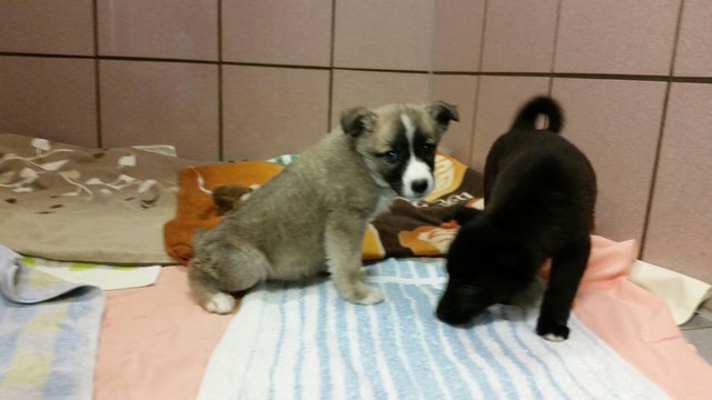 Im März wurde eine Transport mit 19 Welpen aus Rumänien in Fürth gestoppt. Bald können die Kleinen in neue Familien ziehen. | Foto: Tierheim Nürnberg