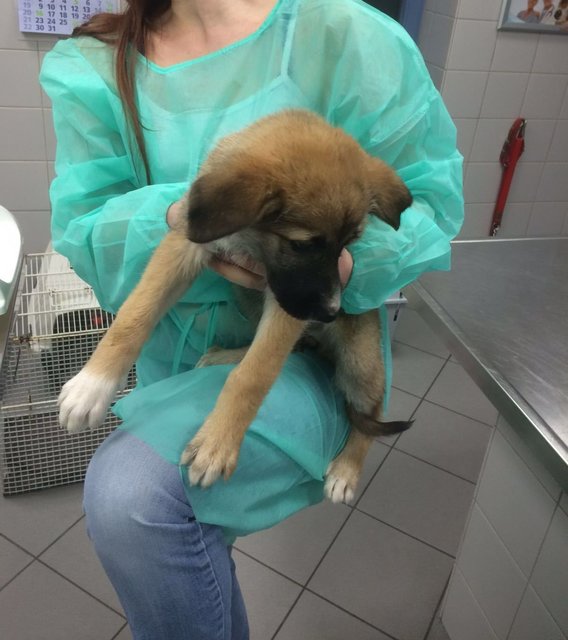 Im März wurde eine Transport mit 19 Welpen aus Rumänien in Fürth gestoppt. Bald können die Kleinen in neue Familien ziehen. | Foto: Tierheim Nürnberg