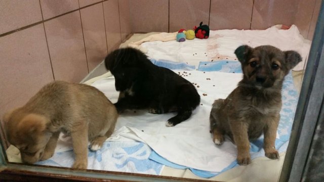 Im März wurde eine Transport mit 19 Welpen aus Rumänien in Fürth gestoppt. Bald können die Kleinen in neue Familien ziehen. | Foto: Tierheim Nürnberg