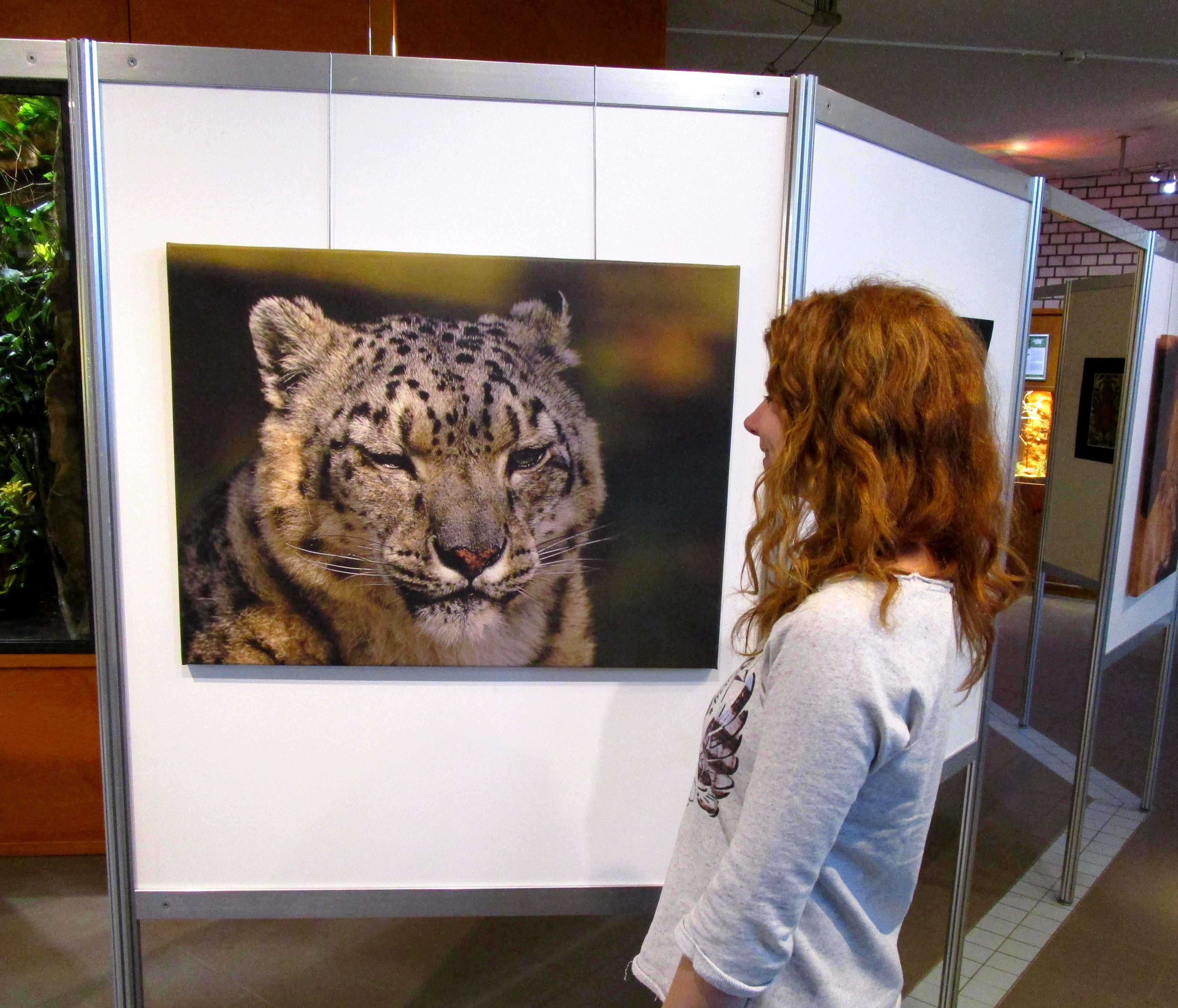 Die gut besuchte Ausstellung von Katerina Mirus im Naturkundehaus im Tiergarten Nürnberg zeigt großformatige Fotos von Raubkatzen in verschiedenen europäischen Zoos.