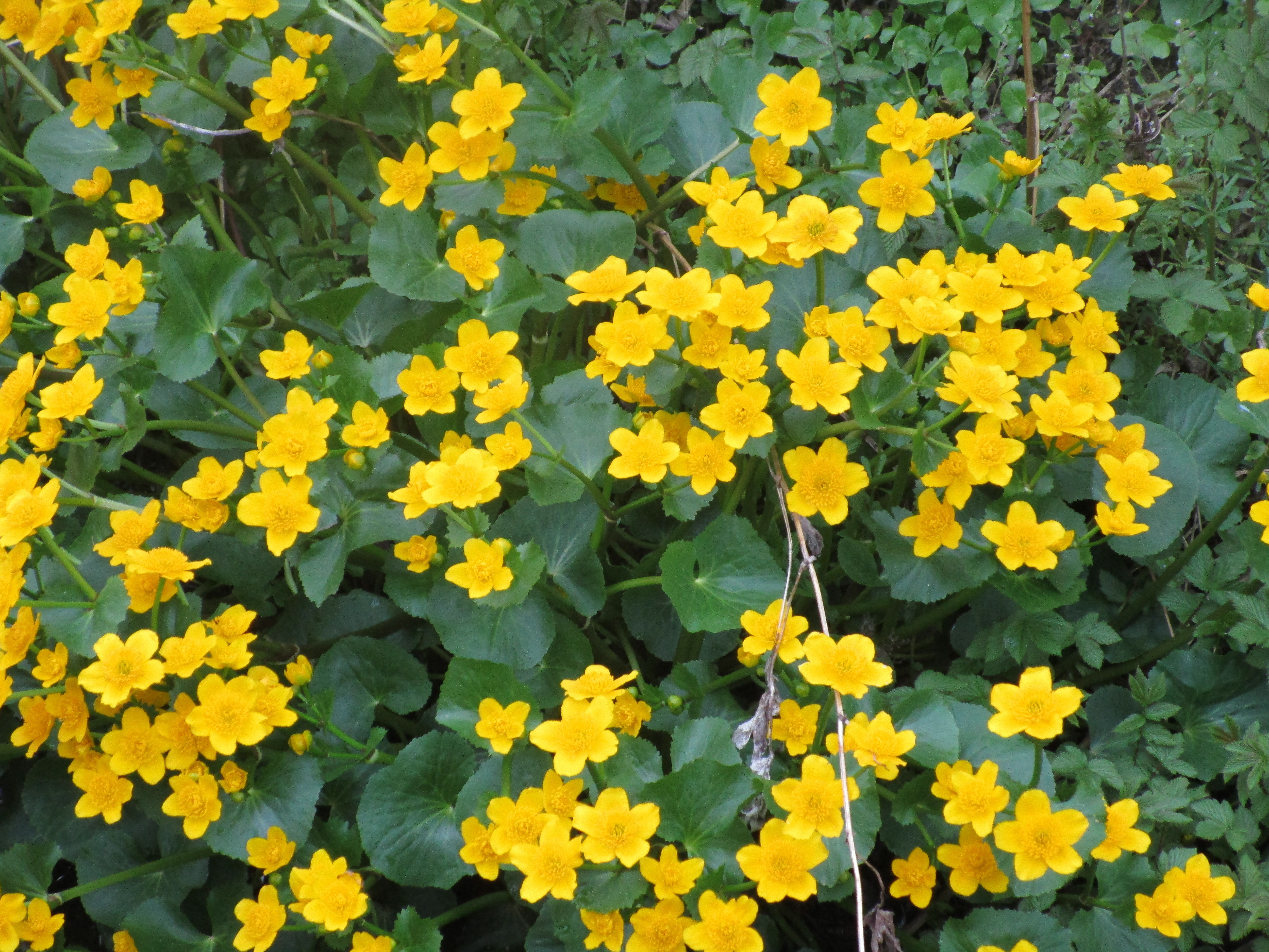 Sumpfdotterblumen