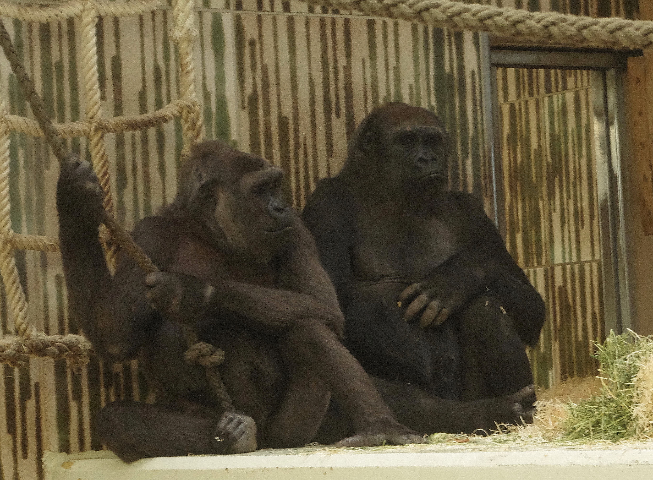 Die beiden Gorilladamen Habibu und Lena (v.l.) in ihrem Gehege im Tiergarten der Stadt Nürnberg. Nach längerer Isolation aufgrund Krankheit ist Habibu am Montag wieder in ihre Gruppe zurückgekehrt.