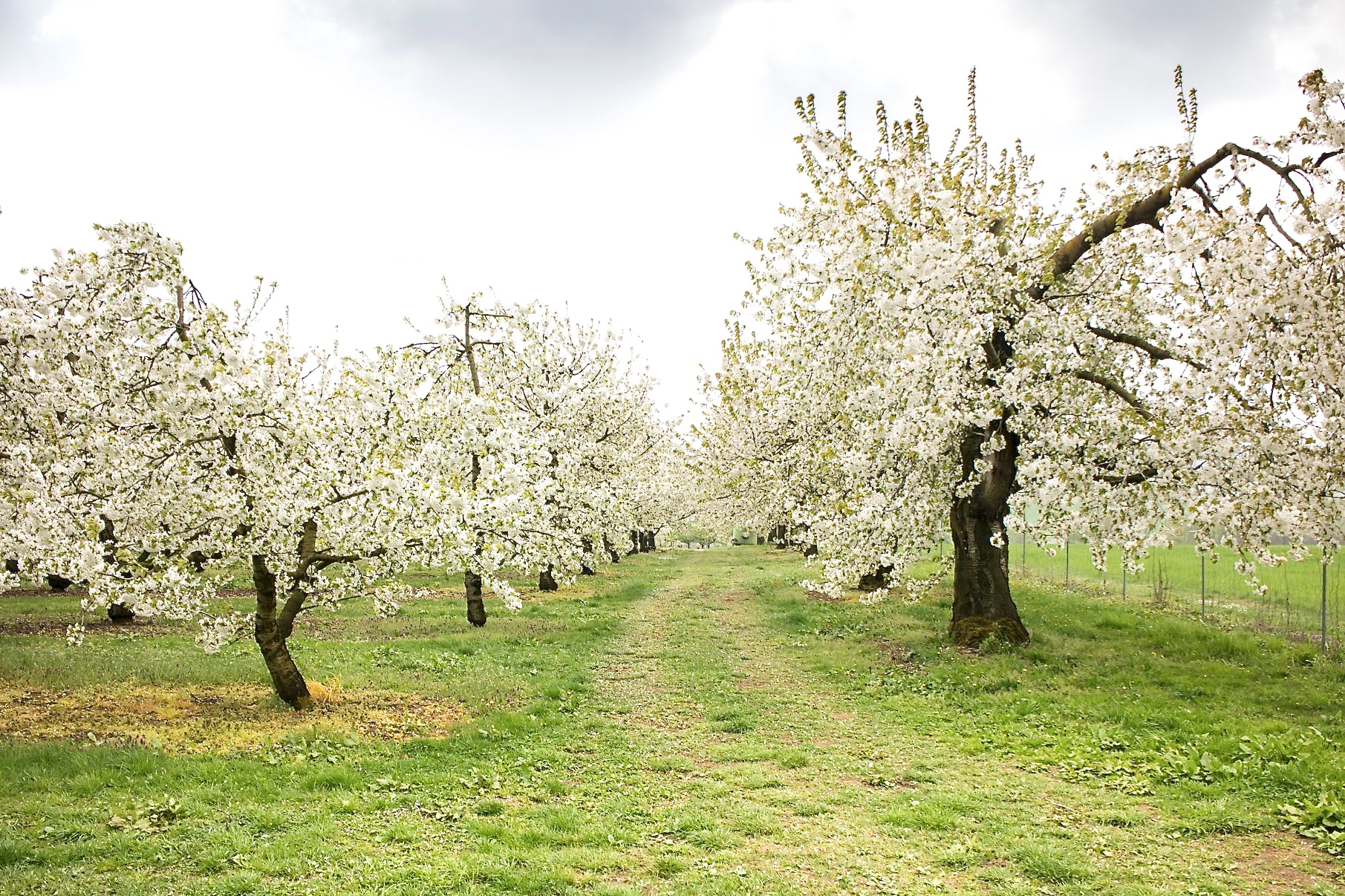 Kirschblüte um Leutenbach. Foto: R. Rosenbauer