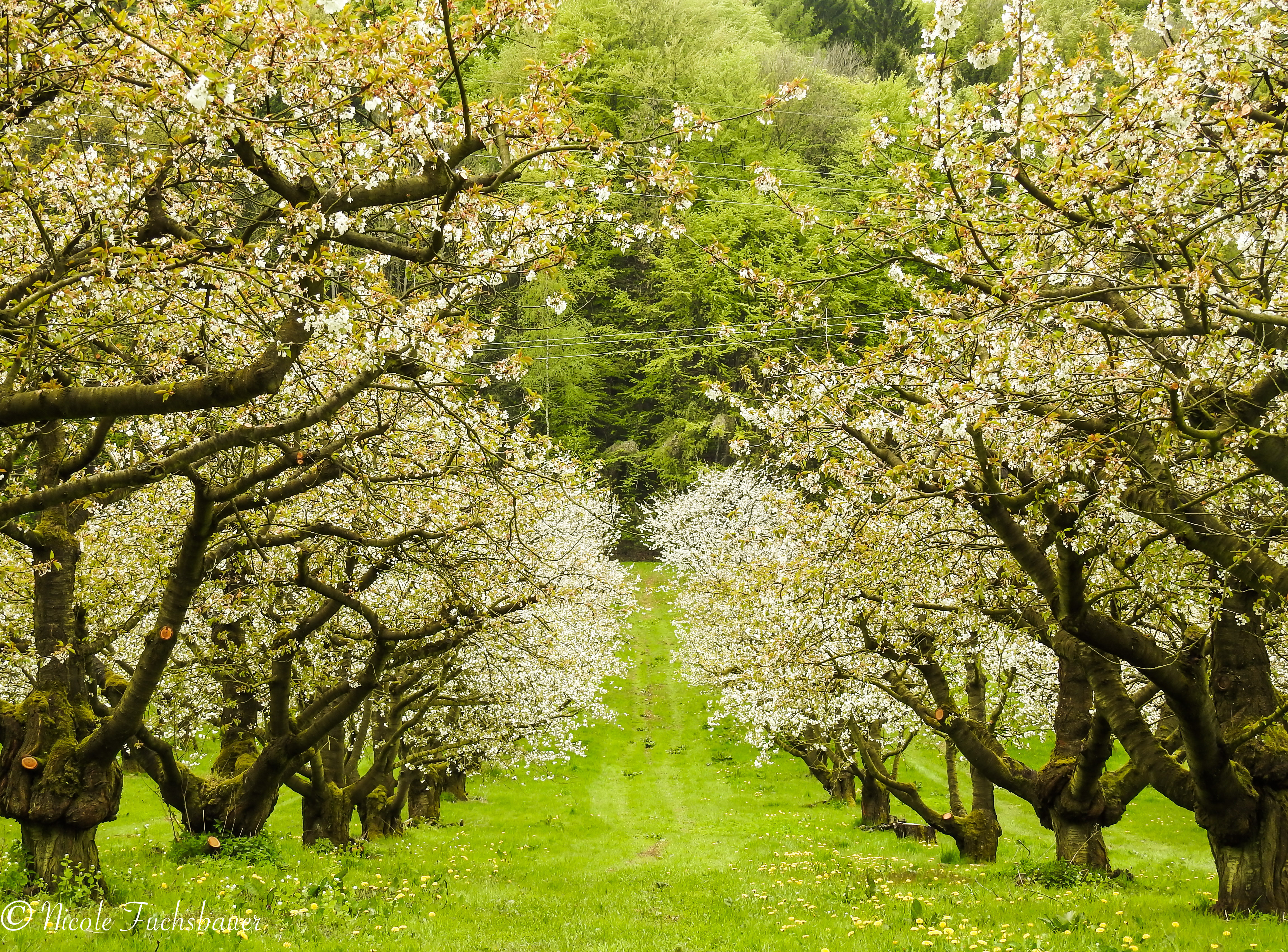 Kirschblüte bei Pretzfeld.
