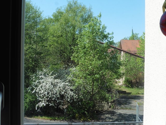 Unser Apfelbäumchen vorm Hause in voller Blüte. 2016