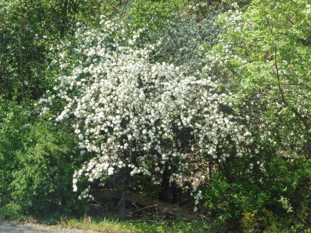 Unser Apfelbäumchen vorm Hause in voller Blüte. 2016